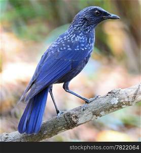 Purplish-blue bird, Blue Whistling Thrush (Myophonus caeruleus), blackish biil, standing on a branch