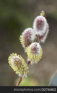 Pussy willow