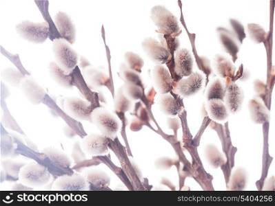 Pussy willow background. Spring or easter concept