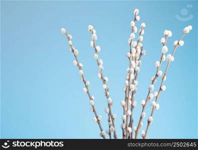 Pussy willow bunch on blue background