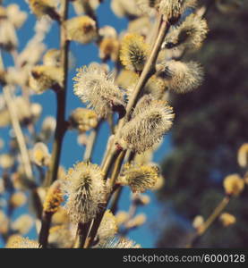 Pussy Willow Catkins on The Tree