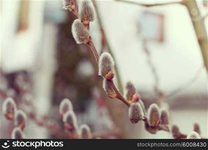 Pussy Willow Catkins on The Tree