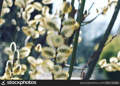 Pussy Willow Catkins on The Tree