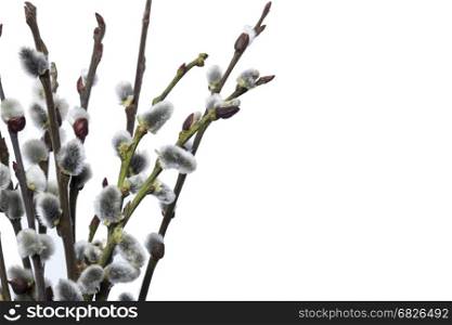 Pussy Willow Twigs Isolated On White Background