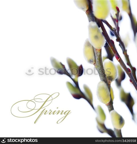 pussy willow twigs on white background