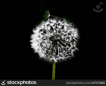 Pusteblume-schwarzweiss. white dandelion against a black background