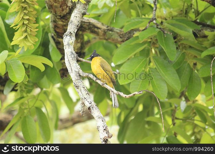 Pycnonotus flaviventris on tree
