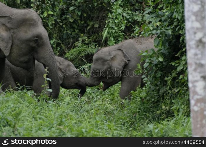 Pygmy elephant calves playing