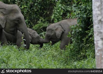 Pygmy elephant calves playing