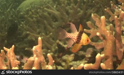 Pyjama (Schlafanzug) cardinalfish (Sphaeramia nematoptera), schwimmt zwischen Korallen.