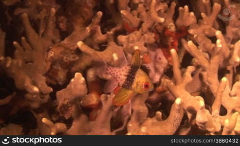 Pyjama (Schlafanzug) cardinalfish (Sphaeramia nematoptera), schwimmt zwischen Korallen.