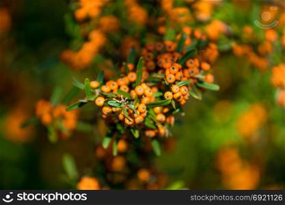 Pyracantha coccinea. berries on a branch