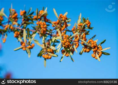 Pyracantha coccinea. berries on a branch