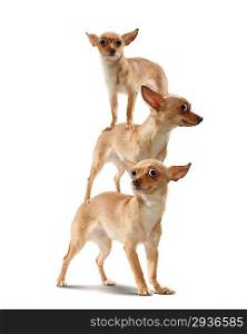 Pyramid of three funny dogs