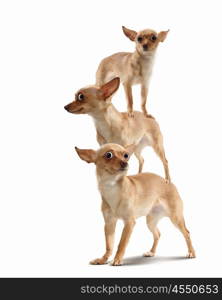 Pyramid of three funny dogs. Pyramid of three funny dogs on a light background. funny collage