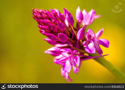 Pyramidal Orchid, German wild orchid