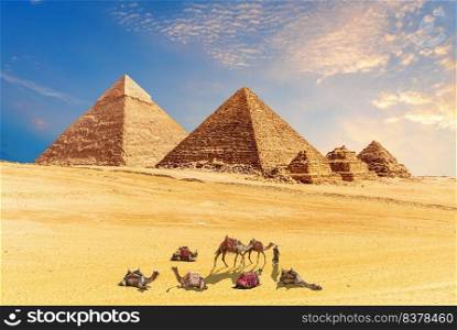 Pyramids of Giza in the desert of Egypt and amel caravan resting nearby.. Pyramids of Giza in the desert of Egypt and amel caravan resting nearby