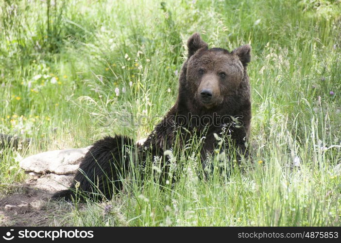 Pyrenean Bear