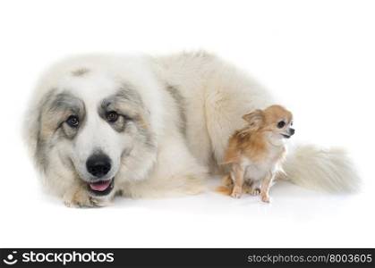 Pyrenean Mountain Dog and chihuahua in front of white background