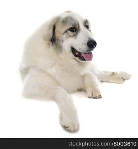 Pyrenean Mountain Dog in front of white background