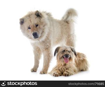 Pyrenean Shepherd and eurasier in front of white background