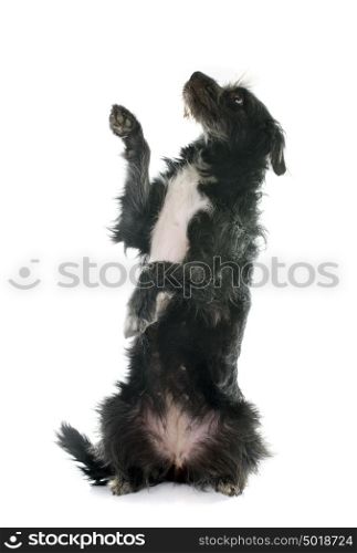pyrenean shepherd in front of white background