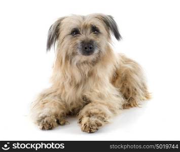 Pyrenean Shepherd in front of white background