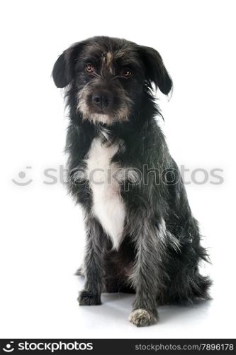 pyrenean shepherd in front of white background