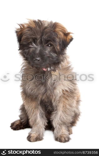 Pyrenean Shepherd puppy. Pyrenean Shepherd puppy in front of a white background