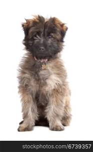 Pyrenean Shepherd puppy. Pyrenean Shepherd puppy in front of a white background