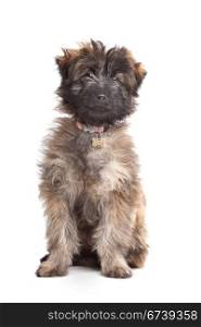 Pyrenean Shepherd puppy. Pyrenean Shepherd puppy in front of a white background