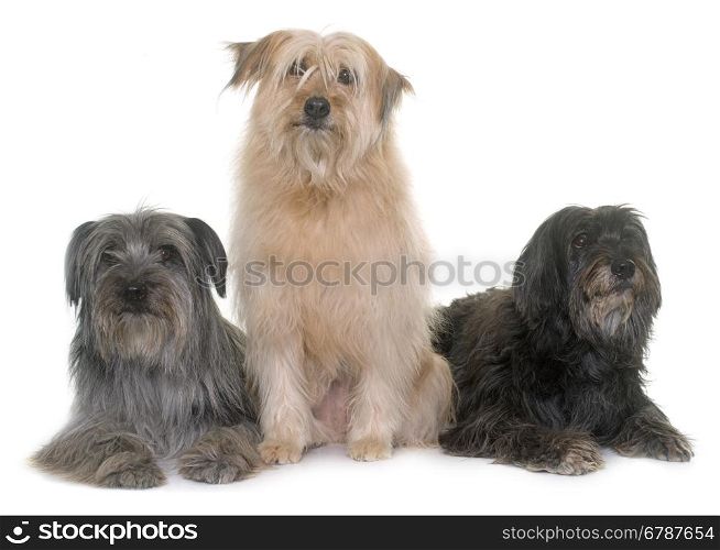 pyrenean shepherds in front of white background