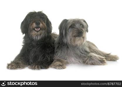 pyrenean shepherds in front of white background