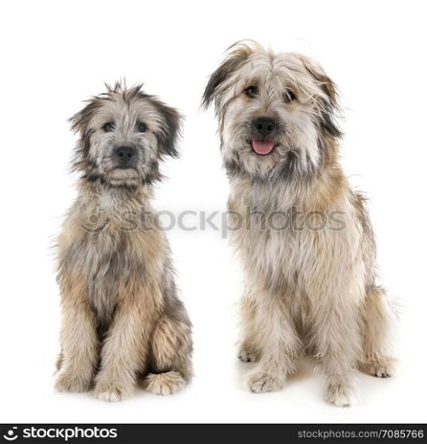 Pyrenean Shepherds in front of white background