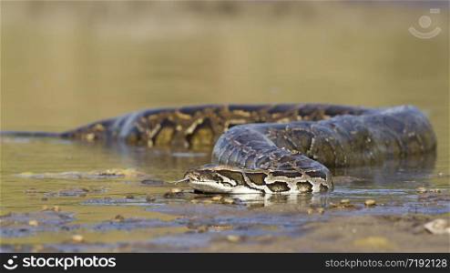 Python molurus. Asian python in Bardia, Nepal