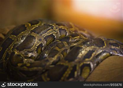 python snake / Asia giant Reticulated Python lying on a branch