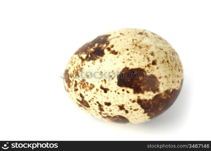 quail egg background isolated macro close up