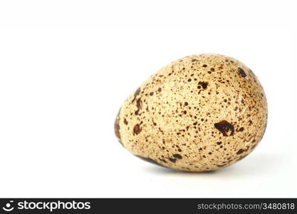 quail egg background isolated macro close up