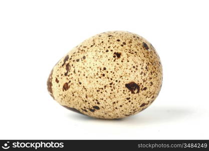 quail egg background isolated macro close up