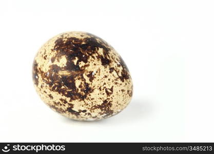 quail egg background isolated macro close up