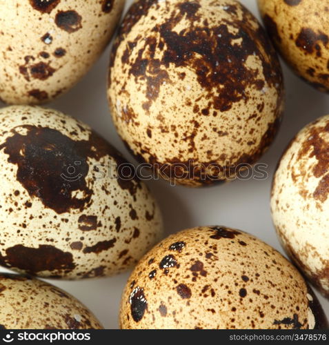 quail egg background macro close up