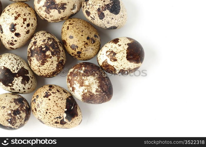 quail egg background macro close up