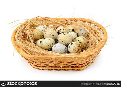 quail eggs in basket isolated on white