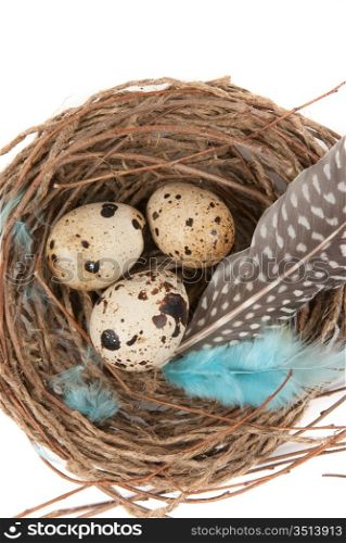 quail eggs in nest on a white for easter
