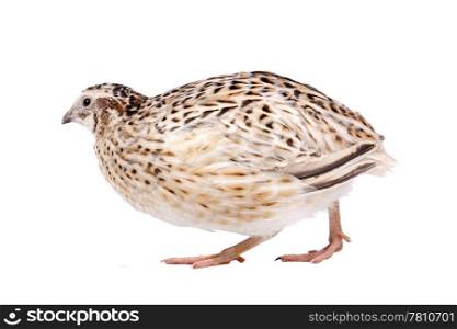 Quail. Little quail in front of a white background
