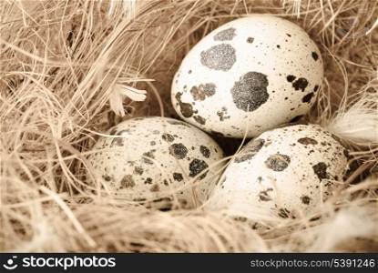 Quail&rsquo;s eggs in the nest closeup