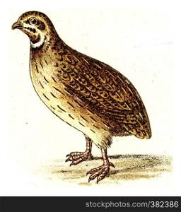 Quail, vintage engraved illustration. From Deutch Birds of Europe Atlas.