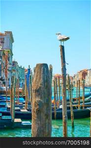 Quayside for gondolas with wooden mooring poles in Venice, Italy                           