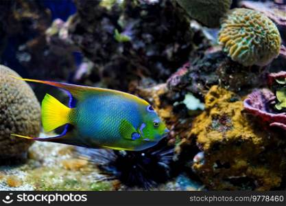 Queen angelfish  Holacanthus ciliaris , also known as the blue angelfish, golden angelfish or yellow angelfish underwater in sea with corals in background. Queen angelfish Holacanthus ciliaris, also known as the blue angelfish, golden angelfish or yellow angelfish underwater in sea