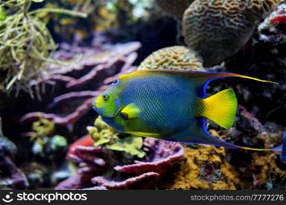 Queen angelfish (Holacanthus ciliaris), also known as the blue angelfish, golden angelfish or yellow angelfish underwater in sea with corals in background. Queen angelfish Holacanthus ciliaris, also known as the blue angelfish, golden angelfish or yellow angelfish underwater in sea